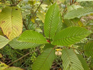 Kratom plants (Mitragyna speciosa) in the morning