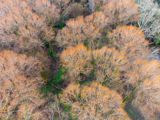 winter trees aerial drone image near truro cornwall enland uk 