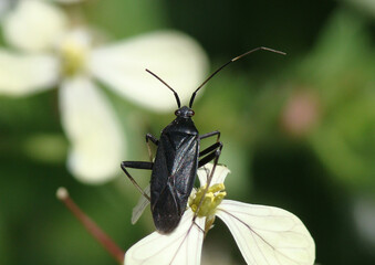 Jumping Tree Bug (Calocoris nemoralis)
