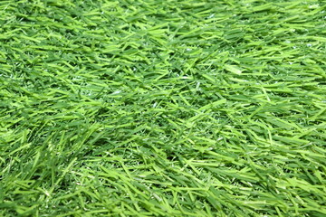 Fresh Grass