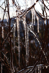 Icicles formed on the bush during the winter's thaw