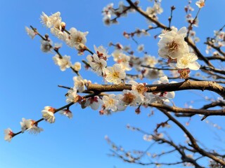青空と梅の花
