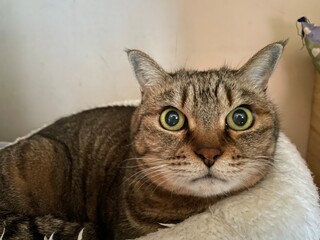 真顔でこちらを見つめる猫