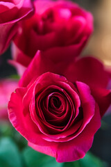 Beautiful flower bouquet of pink rose.