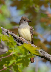 Great Crested Flycatcher bird perched on maple tree branch in autumn