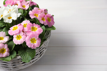 Beautiful primula (primrose) flowers in wicker basket on white wooden table, space for text. Spring blossom