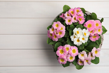 Beautiful primula (primrose) flowers in wicker basket on white wooden table, top view with space for text. Spring blossom