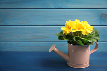 Beautiful yellow primula (primrose) flower in watering can on blue wooden table, space for text. Spring blossom