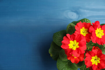 Beautiful red primula (primrose) flower on blue wooden table, top view with space for text. Spring blossom