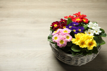 Fototapeta na wymiar Primrose Primula Vulgaris flowers in basket on floor, space for text. Spring season