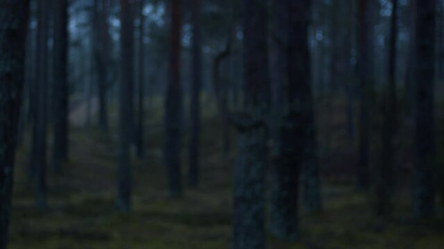  Autumn pine forest, one(first) tree in focus. Filmed with Blackmagic 4k RAW #4