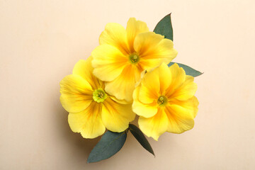 Fototapeta premium Primrose Primula Vulgaris flowers on beige background, top view. Spring season