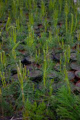 A nursery for trees. Christmas tree made of cones. Little Christmas trees shop. Grow a coniferous tree. Pine, Konik Christmas tree.