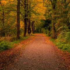 empy road in autumn forest