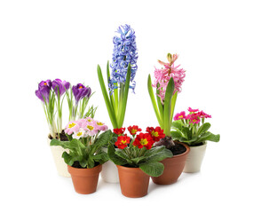 Different beautiful potted flowers on white background