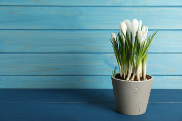 Beautiful crocuses in flowerpot on blue wooden table. Space for text