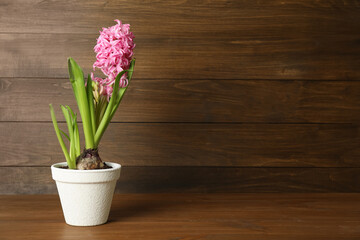 Fototapeta na wymiar Beautiful hyacinth in flowerpot on wooden table. Space for text