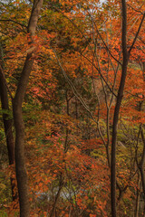 秋の吹割渓谷の風景