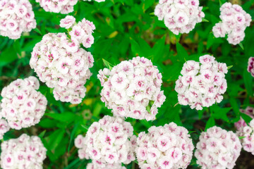 A bush of white-pink turkish carnation. Large inflorescences with small flowers. Natural floral spring background