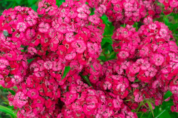 A bush of pink turkish carnation. Large inflorescences with small flowers. Natural floral spring background