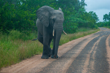 Fototapeta na wymiar elephant walking