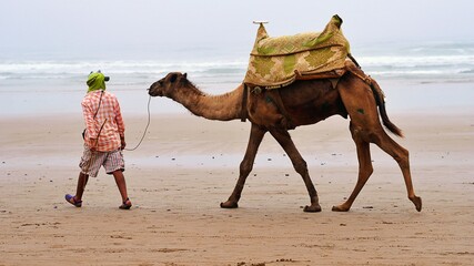 walking man with tourist camel on leash on seaside background
