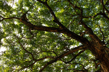 green leaves in the forest