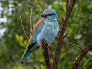 lilac roller on a branch