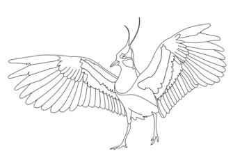 Lapwing line drawing in vector