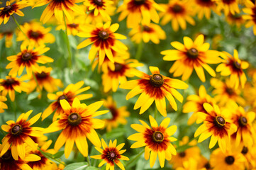 Fototapeta premium 賑やかな夏