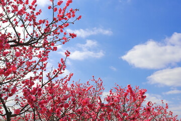 満開になった紅い梅の花