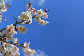 白い梅の花