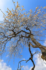 満開になった梅の木