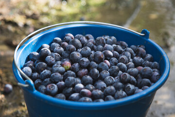 Harvesting blueberries in the field. Blue bucket full of blueberries in nature near blueberries bushes. Natural organic food