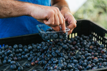 Farmer working and picking blueberries on a organic farm - modern business concept.