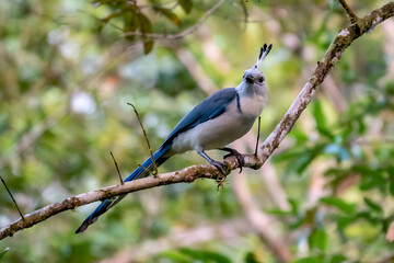 White-throated Magpie Jay in Costa Rica