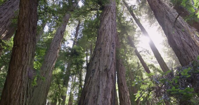 Low Angle Panning Around Shot of Redwood Trees in Muir Woods Forest 