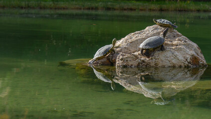 Turtles on a rock in a hot mineral lake