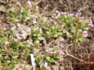 First small purple flowers make their way out of the ground early spring background, copy space, selective focus
