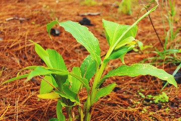 JENEPONTO INDONESIA 19 February 2020: a small green tree that is starting to grow
