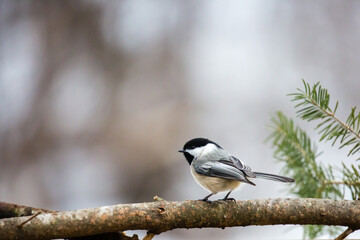 Naklejka premium Black capped chickadee (Parus atricapillus) perched on a pine branch in Febrauary