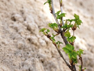 Branch of currant young shoot blooms leaves in early spring on background sand, copy space