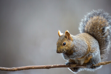 Gray Squirrel (Sciurus carolinensis) sitting on a small branch in Wisconsin
