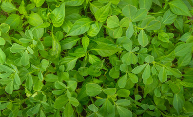 green leaves of Fenugreek plant background, herbal organic farming plantation, nature photography