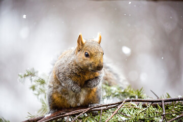 Gray Squirrel (Sciurus carolinensis) sitting on a pine tree in Wisconsin