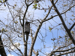 House for birds on a tree in early spring on an apple tree without foliage