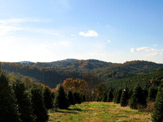 Fototapeta na wymiar Christmas tree farm nestled in the mountains