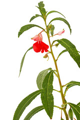 Scarlet flower of Impatiens balsamina, garden balsam jewelweed touch-me-not plant, isolated on white background