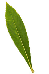 Green leaf of flower Impatiens balsamina, isolated on black background