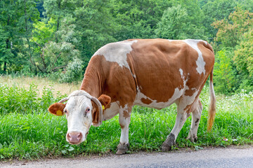 Cow Side of Road